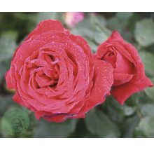 Röda rosor med vattendroppar på kronbladen, Buddes Planteskole Logo