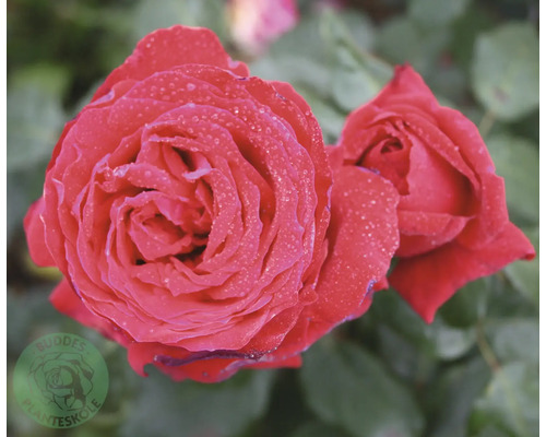 Röda rosor med vattendroppar på kronbladen, Buddes Planteskole Logo