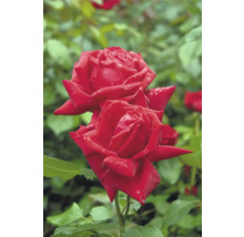 Röda rosor med vattendroppar på kronbladen och gröna blad i bakgrunden.