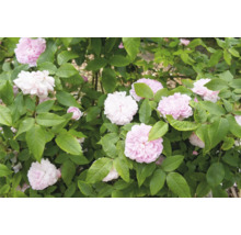 Blommande rosenbuske med ljusrosa blommor och gröna blad i trädgården.