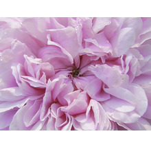 Närbild på en rosa ros med många lager av krusiga kronblad och vattendroppar.