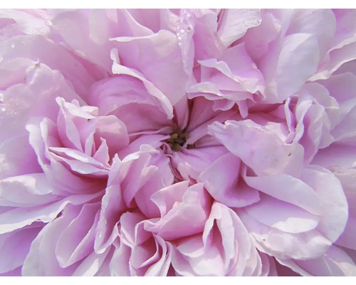 Närbild på en rosa ros med många lager av krusiga kronblad och vattendroppar.