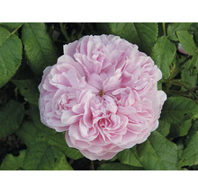 Närbild av en rosa buskros i full blom med många kronblad och gröna blad.