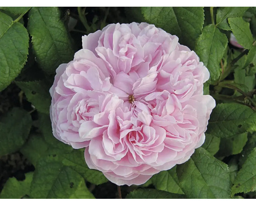 Närbild av en rosa buskros i full blom med många kronblad och gröna blad.