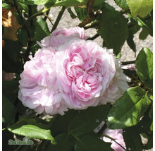 Fylld rosa ros med gröna blad.