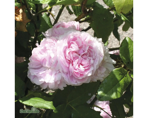 Fylld rosa ros med gröna blad.