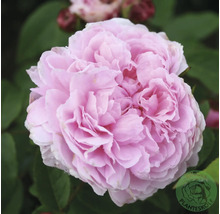 Fylld rosa ros med många kronblad och gröna blad, Planteskole Logo.