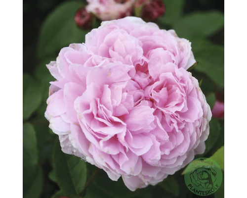 Ros OMNIA GARDEN Rosa 'Jacques Cartier' (Portland-Gruppen) 1-pack Fylld rosa ros med många kronblad och gröna blad, Planteskole Logo.