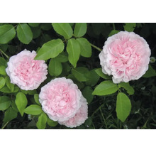 Buskros med fyllda ljusrosa blommor och gröna blad.