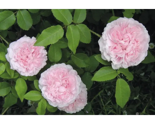 Buskros med fyllda ljusrosa blommor och gröna blad.