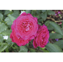 Mörkrosa fyllda rosenblommor på en rosenbuske med gröna blad.