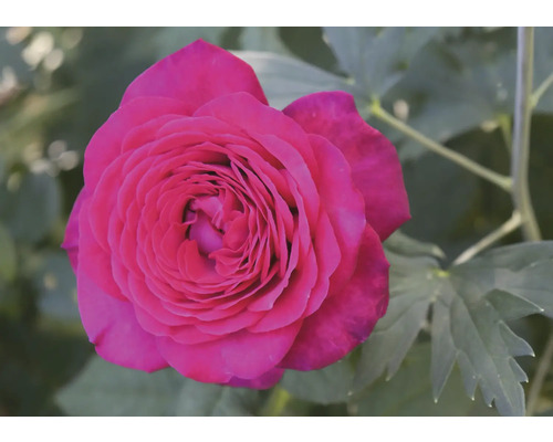 Rosa ros i full blom.