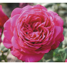 Närbild av en rosa ros med tätt fyllda kronblad.