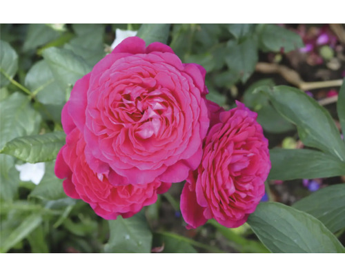 Mörkrosa fyllda rosenblommor på en rosenbuske med gröna blad.