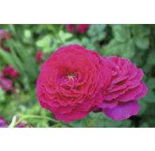 Dubbel magenta ros i trädgården.