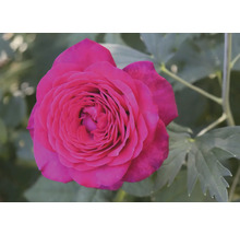 Rosa ros i full blom.