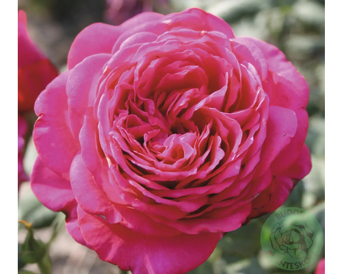 Närbild av en rosa ros med tätt fyllda kronblad.