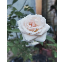 Vit ros med ljusrosa mitt i full blom.