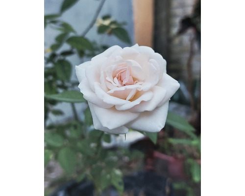 Vit ros med ljusrosa mitt i full blom.