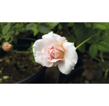 Närbild på en blommande ljusrosa ros med vattendroppar på kronbladen och gröna blad.