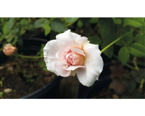 Närbild på en blommande ljusrosa ros med vattendroppar på kronbladen och gröna blad.