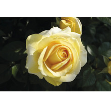 Blommande gul ros med många kronblad.