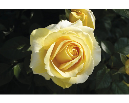 Blommande gul ros med många kronblad.