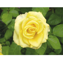 Närbild av en gul ros med gröna blad