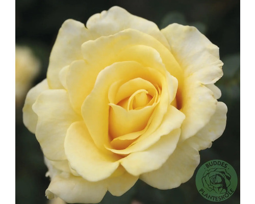 Ros OMNIA GARDEN Rosa Kaj Munk 'Pouldunk' (Tehybrid-Gruppen) 1-pack Gul rosblomma, Buddes Planteskole Logo