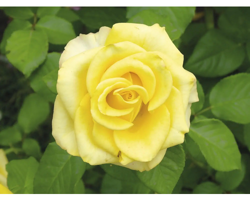 Närbild av en gul ros med gröna blad