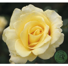 Gul rosblomma, Buddes Planteskole Logo