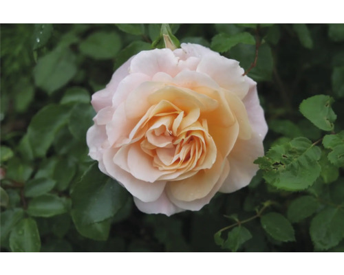 Närbild på en blommande ros med aprikosfärgat centrum och ljusrosa yttre kronblad, omgiven av gröna blad.