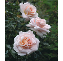 Tre ljusrosa rosenblommor på en rosenbuske med gröna blad.