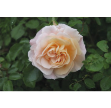 Närbild på en blommande ros med aprikosfärgat centrum och ljusrosa yttre kronblad, omgiven av gröna blad.