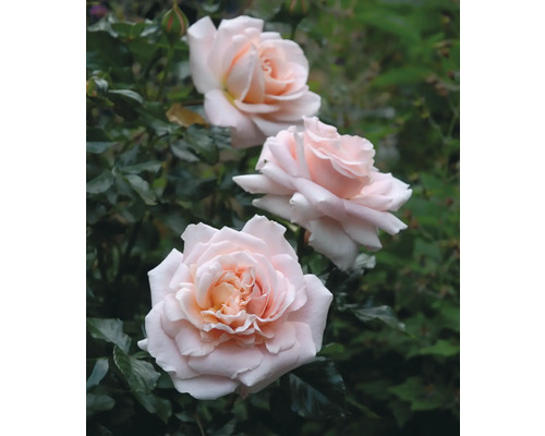 Tre ljusrosa rosenblommor på en rosenbuske med gröna blad.