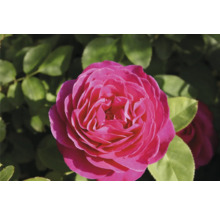 Rosa ros i full blom.
