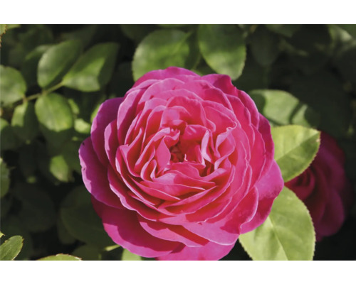 Rosa ros i full blom.