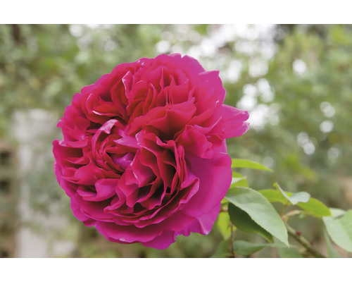 Närbild på en rosa ros med täta kronblad och gröna blad.