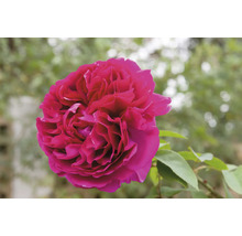 Närbild på en rosa ros med täta kronblad och gröna blad.