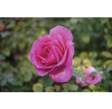 Blommande rosa ros i trädgården.