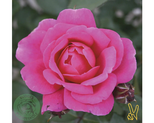 Rosa ros i full blom med liten knopp och gröna blad. Buddes Planteskole Logo.