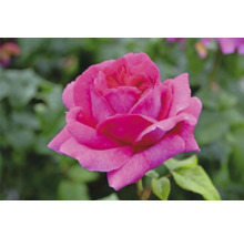 Närbild av en blommande rosa ros med vattendroppar på kronbladen.