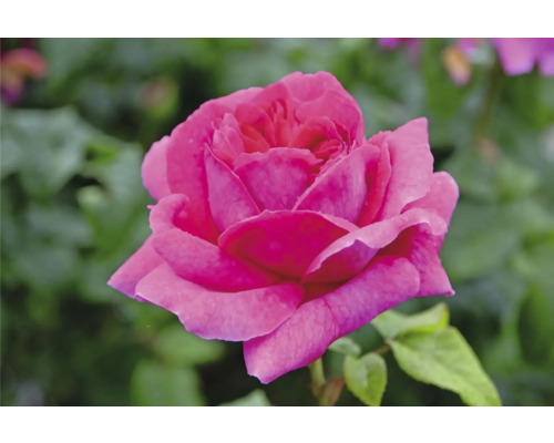 Närbild av en blommande rosa ros med vattendroppar på kronbladen.