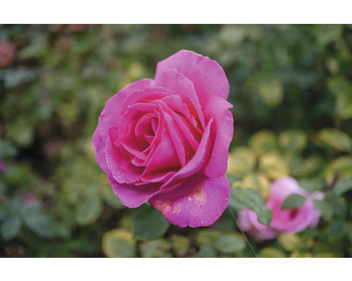 Blommande rosa ros i trädgården.