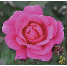 Rosa ros i full blom med liten knopp och gröna blad. Buddes Planteskole Logo.