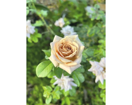 Naerbild pa en blommande aprikosfaergad ros med manga kronblad.