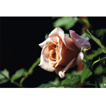 Blommande ros med aprikosfärgade och ljusrosa kronblad, vattendroppar och gröna blad.