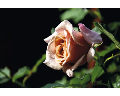 Blommande ros med aprikosfärgade och ljusrosa kronblad, vattendroppar och gröna blad.