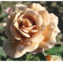 Storblommig ros i aprikos med daggdroppar på kronbladen och Buddes Plantesko logotyp.