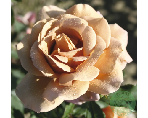 Storblommig ros i aprikos med daggdroppar på kronbladen och Buddes Plantesko logotyp.